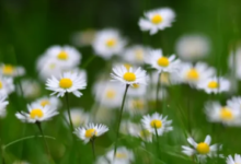 Color:Pfulw6wghmw= White