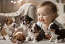 Baby:91jr2ozelcq= Pupy