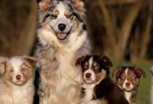 Baby:91jr2ozelcq= Puppys