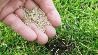 Right Grass Seed for Your Lawn