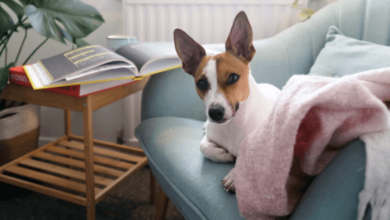 Find the Perfect Pet-Friendly Home: Top Tips