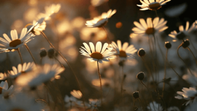 Aesthetic:Fg717absbvw= Flower