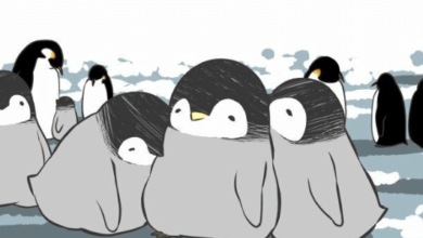 Anime:77ddsm9bsp0= Penguin
