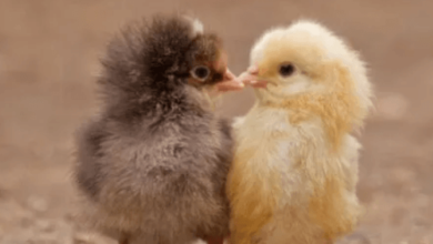 Baby:4ejkik28m7u= Chicken