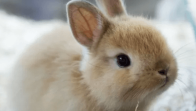 Cute:G20bacyjnym= Bunny