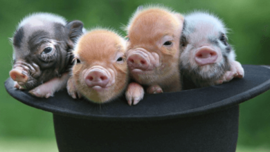 Cute:Pamwaummhqs= Pig