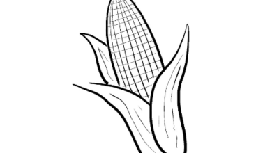 Drawing:Oonij0pwk0w= Corn
