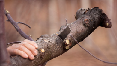 Tree Removal