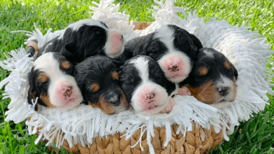 Puppy:Ihhz1j0nkcy= Bernedoodle