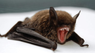Cute:-_Noi7qvbwi= Bats