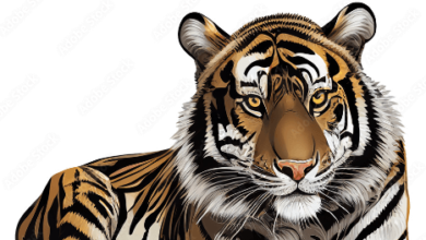 Clipart:Jmjk9np8ik4= Tiger