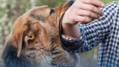 What to Do After a Dog Bite: A Step-by-Step Guide for Victims