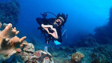 Liveaboard Diving