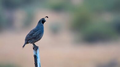 comprehensive 450w lamp guide