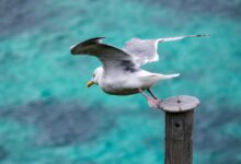 bold horizons start competitive success