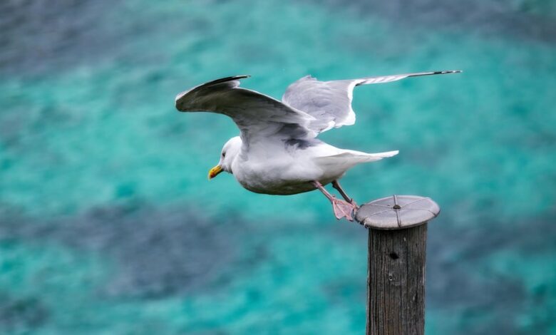 bold horizons start competitive success