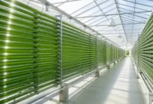 How a Photobioreactor System Supports Modern Algae Production