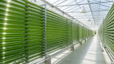 How a Photobioreactor System Supports Modern Algae Production