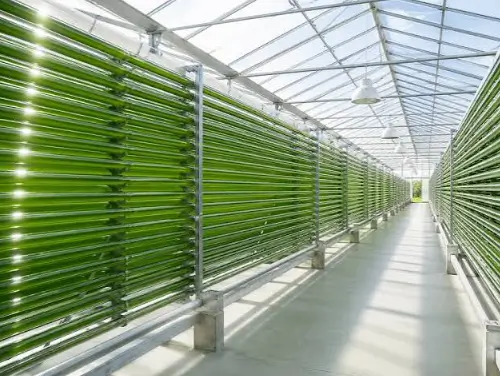 How a Photobioreactor System Supports Modern Algae Production